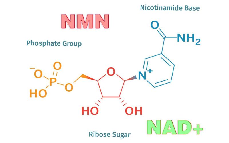 NMN là một hợp chất tự nhiên có mặt trong nhiều loại thực phẩm và trong cơ thể con người