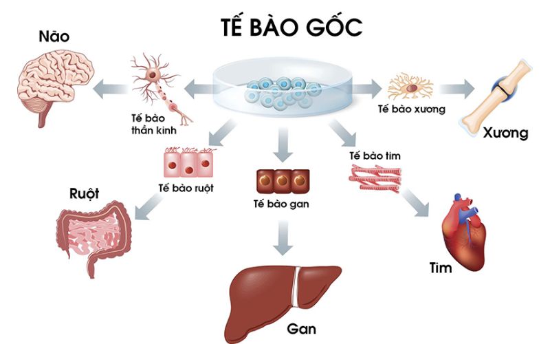 Tế bào gốc là những viên gạch nên tảng, tế bào đặt biệt trong cơ thể con người
