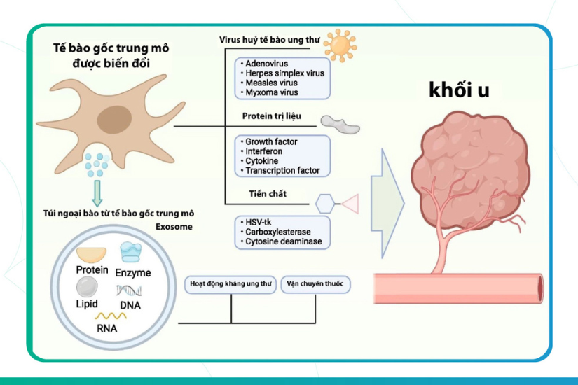 Tế bào gốc đa năng cảm ứng