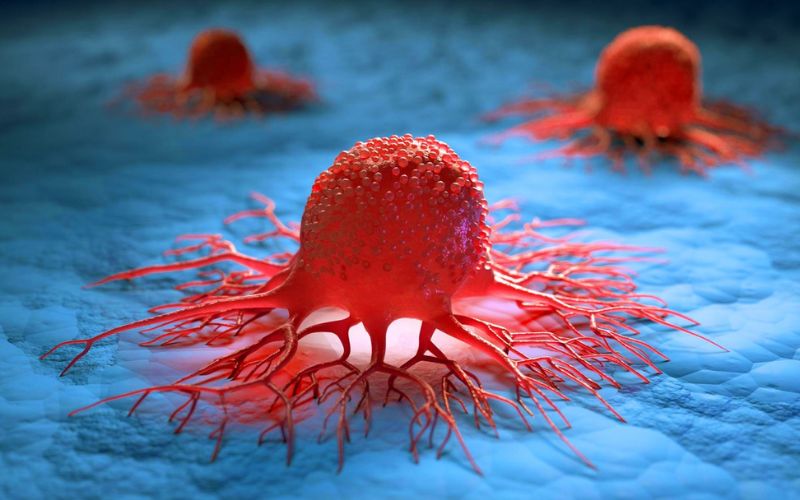 Tế bào diệt tự nhiên NK nhận diện và tiêu diệt tế bào nhiễm virus hiệu quả