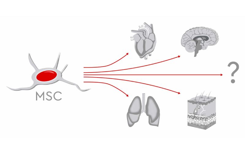 Tế bào gốc trung mô (Mesenchymal stem cells - MSC)