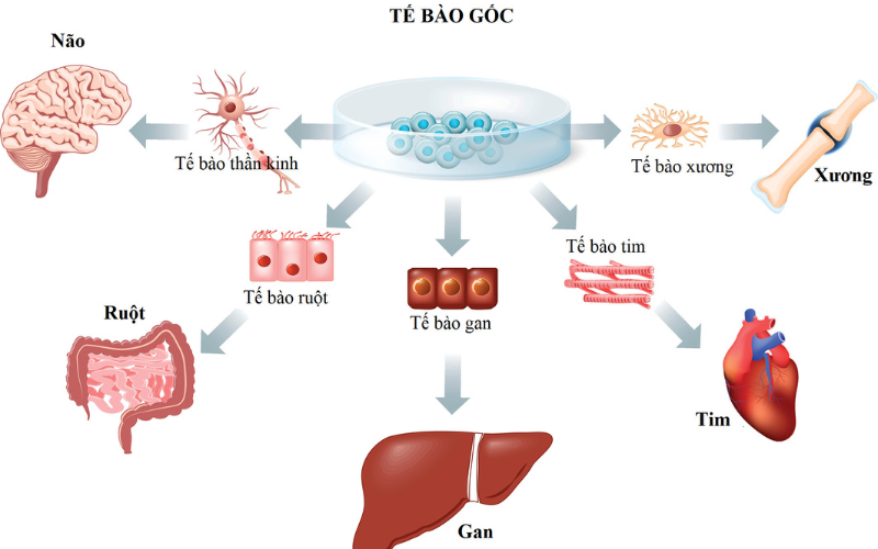tế bào gốc trung mô quấn rốn