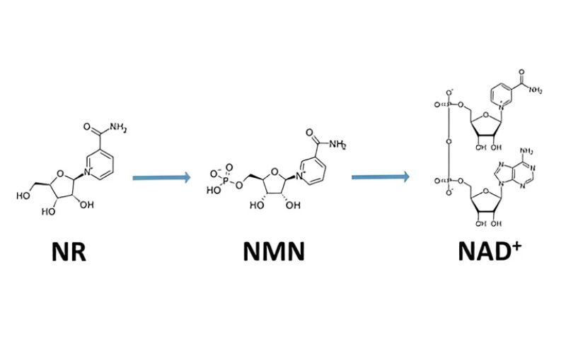 NMN (Nicotinamide Mononucleotide) là một hợp chất quan trọng có vai trò là tiền chất của NAD+ 
